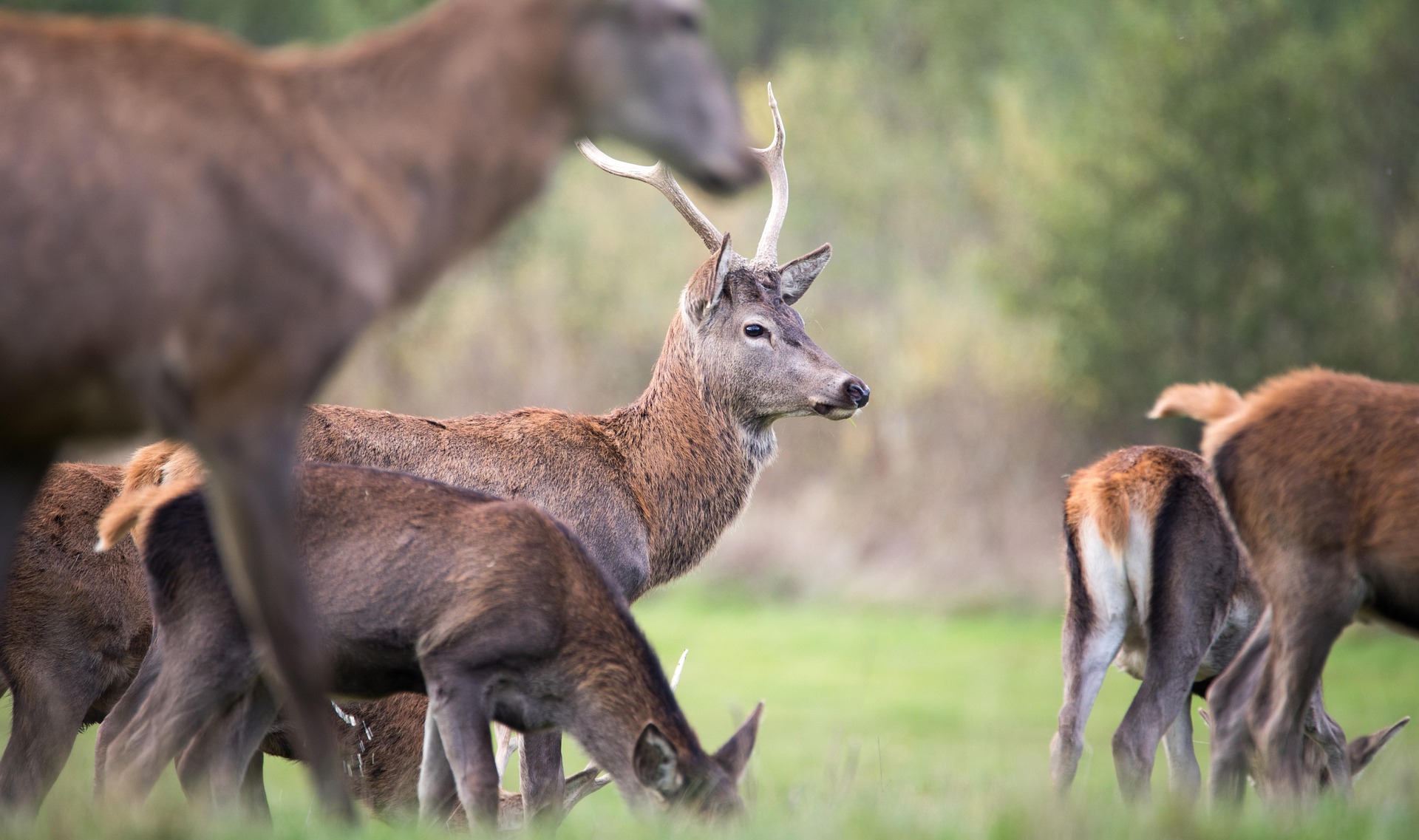 Red deer stag in the Scottish Highlands