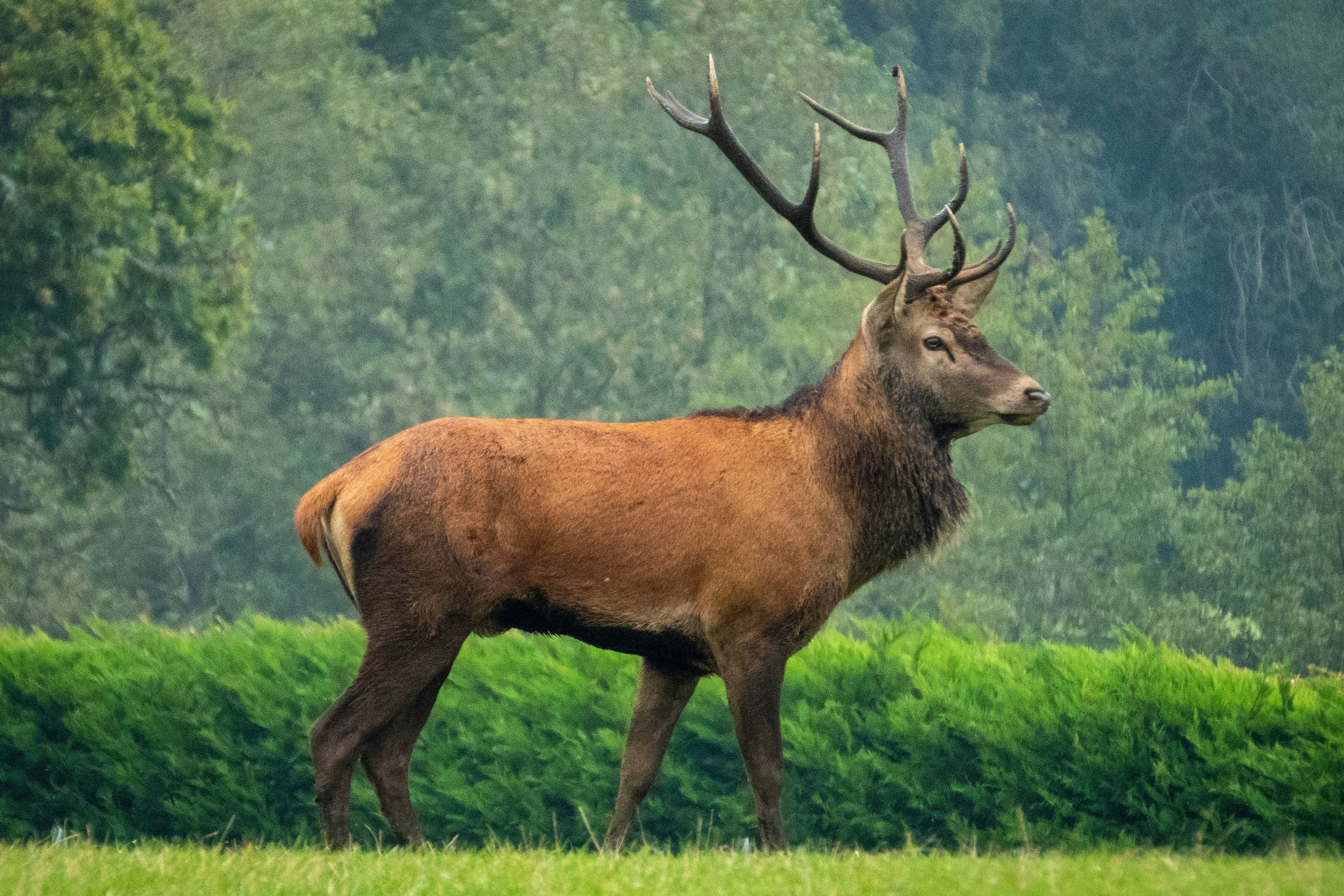 Highland landscape showing diverse habitat across the Scottish countryside